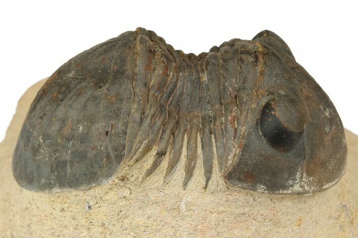 Paralejurus Trilobite - Lghaft, Morocco #186749